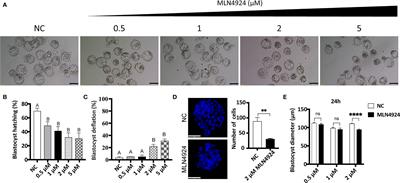 Neddylation Inhibition Causes Impaired Mouse Embryo Quality and Blastocyst Hatching Failure Through Elevated Oxidative Stress and Reduced IL-1β